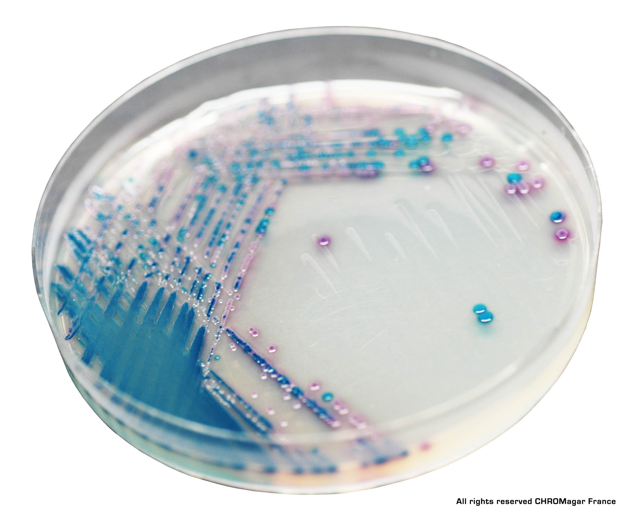 Sanimed -m TM CHROM ESBL/Хромогенне середовище для швидкого виявлення грам-негативних бактерій, які продукують бета-лактамази розширеного спектру ESBL